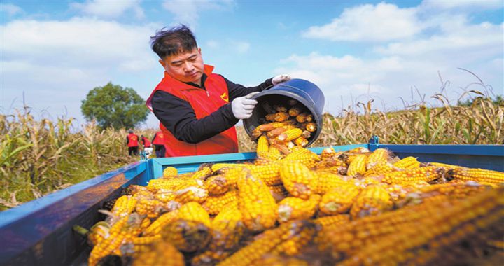 臨汾：堅(jiān)決打好“秋糧保衛(wèi)戰(zhàn)”